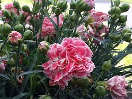 In christianity, it is a symbol of eternal maternal love. Amazing Meaning And Symbolism Of Carnation Flower And Color Florgeous