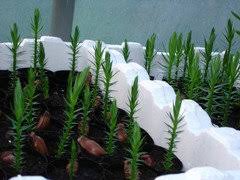The tree is native to central and southern chile and western argentina. Germinating Araucaria Seed