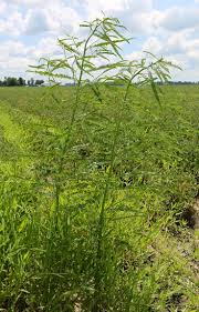 Image result for Sesbania