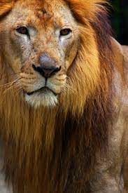 Singa ambara raja monument was built in 1971 to commemorate the power of ki gusti ngurah panji sakti. Raja Singa Be My Loyal Subject Lion Panthera Leo T Flickr