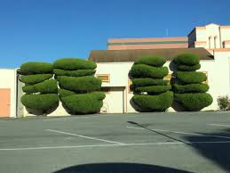 Street Topiary Half Moon Bay Ca Half Moon Bay Topiary Parterre