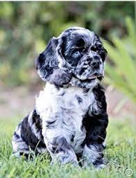 Will have first shot, deworming and tail docked. American Cocker Spaniel Black White Parti Merle Blue Eyes Cute Puppy Wallpaper Puppies Puppy Wallpaper