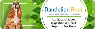 Maybe you would like to learn more about one of these? Pet Wellbeing Dandelion Root For Cats All Natural Liver Digestive And Cardiovascular Support For Felines 2oz 59ml Amazon Com Grocery Gourmet Food