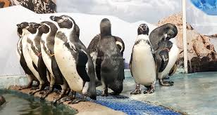 Home | about penguin magic | the penguin foundation mail orders: Guide Ubon