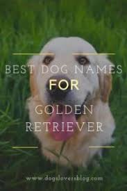 220 Best Dog Names For Golden Retriever 2021