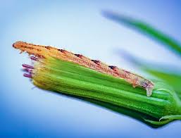 Image result for Eupithecia subumbrata