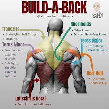 Back definition, the rear part of the human body, extending from the neck to the lower end of the spine. Build A Back By Skiman Factual Fitness Follow Gym Fit Union It Looks Complicated And Intimidating But Dumbbell Workout Plan Dumbbell Workout Workout Plan