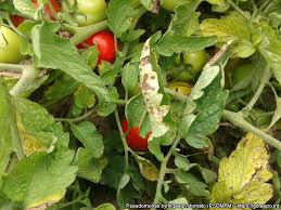 Image result for tomato seedling pseudomonas syringae pv tomato symptoms