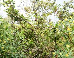 Image result for Catunaregam