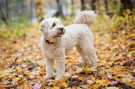 In the last 15 years, poodle mixes, commonly while doodles have existed for roughly 70 years, they really came into the spotlight about 20 to 30. Why Are Poodle Mixes Called Doodles Doodle Proud