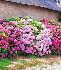 Freiland Hortensien Hecke 39 Pink Rose 39 3 Pflanzen Jetzt Gunstig In Ihre 39pinkrose393 Freilandhortensi Pflanzen Garten Pflanzen Hortensien Garten