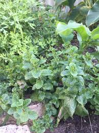 Maybe you would like to learn more about one of these? Herb Wikipedia