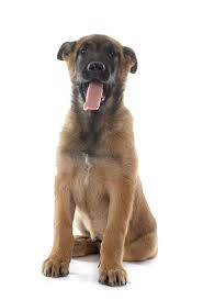 Groenendael belgian shepherds require frequent face time and playtime with their master. Belgischer Schaferhund Malinois Hunde
