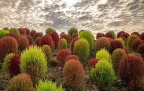 Image result for Buchnera keilii