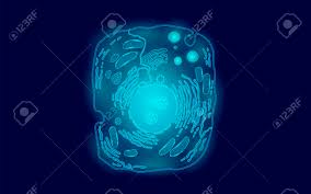 Check spelling or type a new query. Animal Human Cell Structure Educational Science Microscope 3d Eukaryotic Nucleus Organelle Medicine Technology Analysis Glowing Blue Biology Poster Template Isolated Line Art Vector Illustration Stock Photo Picture And Royalty Free Image Image