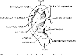 This structure helps to give each of us our unique appearance. Pdf Anatomy And Orientation Of The Human External Ear Semantic Scholar