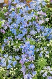 Check spelling or type a new query. Delphinium Summer Nights Mediendatenbank
