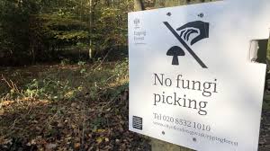 38c chigwell lane oakwood industrial estate loughton essex ig10 3ny. Commercial Fungi Pickers Threaten Epping Forest Biodiversity Bbc News