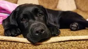 This female labrador retriever name clearly reveals your dog's beauty and color to all who'll ask her name. 120 Female Chocolate Lab Names The Paws