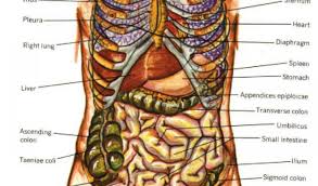 This diagram depicts human body map of organs with parts and labels. Human Body Diagram From The Back Human Anatomy