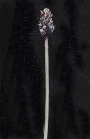 Image result for Eleocharis atropurpurea