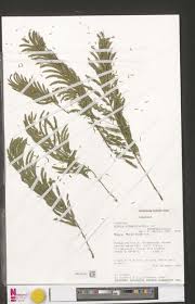 Image result for Acacia schweinfurthii