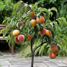 Image result for Prunus persica