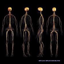 You can break down the causes of these nerves to either a muscle issue or a bone issue. Nerves Got You In A Pinch Try Massage Therapy Yeden Hemp Spa