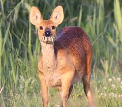 Unlike other british deer, muntjac breed all year round, which may increase your chances of seeing them. Meet 6 Small And Bizarre Deer Species Cool Green Science