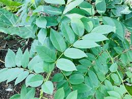 Image result for Gliricidia