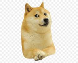 Doge snake dogecoin, doge, mammal, carnivoran, dog like mammal png. Dogecoin Shiba Inu Clip Art Png 500x656px Dogecoin Akita Inu Ancient Dog Breeds Canaan Dog Carnivoran