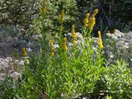 Image result for Solanecio cydoniifolius