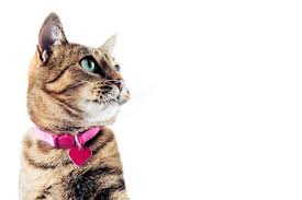 Searching for best cat collars? The Best Cat Collars Of 2021 Pet Life Today