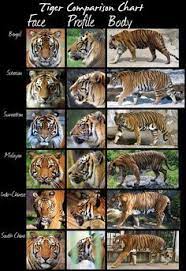 Tigres Y Sus Diferencias Tiger Species Cat Species Big Cats