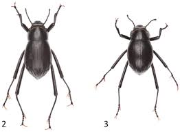 The namib desert beetle survives by collecting moisture from the air inspired by both desert beetles and marine mussels, scientists in saudi arabia have devised a new method for creating micropatterned. Genetic Variation Corroborates Subspecific Delimitation In The Namib Fog Basking Beetle Onymacris Unguicularis Haag Tenebrionidae Coleoptera