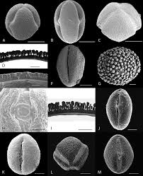 Image result for Adenolobus pechuelii