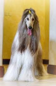 The afghan hound is often described as the king of dogs. 15 Interesting Hairstyles For Afghan Hounds Afghan Hound Hound Afghan Hound Puppy