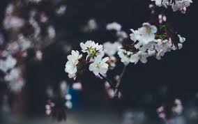 Spring 4k Ultra Hd 16 10 Wallpapers Hd Desktop Backgrounds 3840x2400 Images And Pictures If you want to publish your spring wallpapers on our. spring 4k ultra hd 16 10 wallpapers hd
