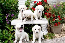 Check out our available english crème, european, british, english golden, & white golden retriever puppies for sale in minnesota. Akc White English Creme Golden Retriever Puppies Minnesota Mn English Golden