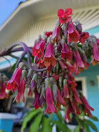 Image result for Kalanchoe daigremontiana