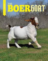 Pictures of boer goat coloring pages and many more. The Boer Goat Spring Edition By American Boer Goat Association Issuu
