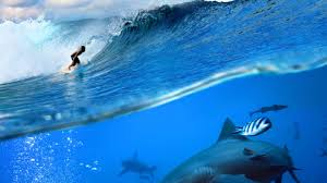 Jun 06, 2021 · para ilmuwan memperingatkan plastik dan bahan kimia yang terdampar di pantai setempat bisa terbawa ke arus laut. Contoh Rantai Makanan Di Darat Gurun Dan Laut