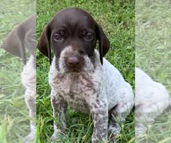 We did not find results for: German Shorthaired Pointer Puppies For Sale Near San Antonio Texas Usa Page 1 10 Per Page Puppyfinder Com