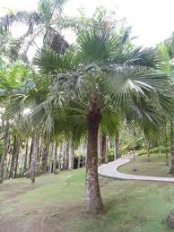 Jardin De Balata Jardins Et Martinique