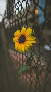 Wallpaper Girassol Para Celular Papel De Parede De Girassol Flores Fotografia Tumblr Wallpaper Papel de parede celular girasol imagem. pinterest