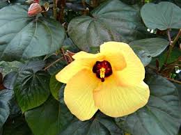 Image result for Hibiscus subreniformis