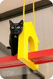 Maybe you would like to learn more about one of these? Mission Viejo Ca Domestic Shorthair Meet Dhalia A Cat For Adoption Cat Adoption Pet Adoption Cats