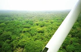 Image result for Strephonema sericeum