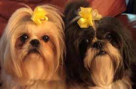 Pet store in boone, north carolina. Sew Original Boone Nc All Carolinas Shop Hop