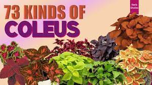 73 Kinds Of Coleus Mayana Plants Herb Stories Container Gardening Flowers Plants Herbs